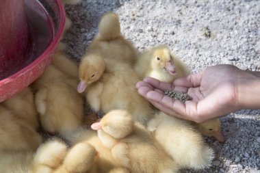 çiftlikte küçük sarı ördek yavrusu