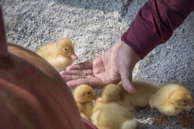 çiftlikte küçük sarı ördek yavrusu