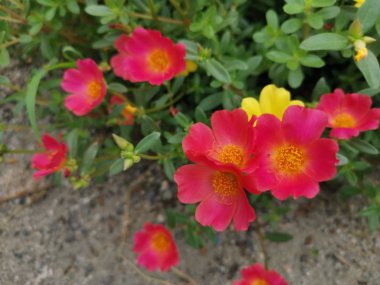 portulace grandiflora kanca bahçesi