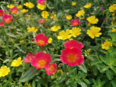 portulace grandiflora kanca bahçesi