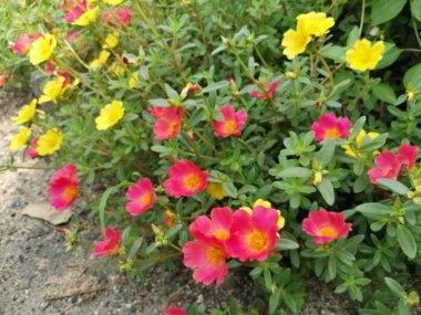 portulace grandiflora kanca bahçesi
