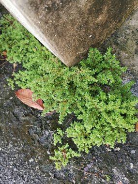 Bir demet vahşi pilea microphylla otu.