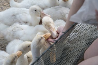 çiftlikte beyaz ördek besleme