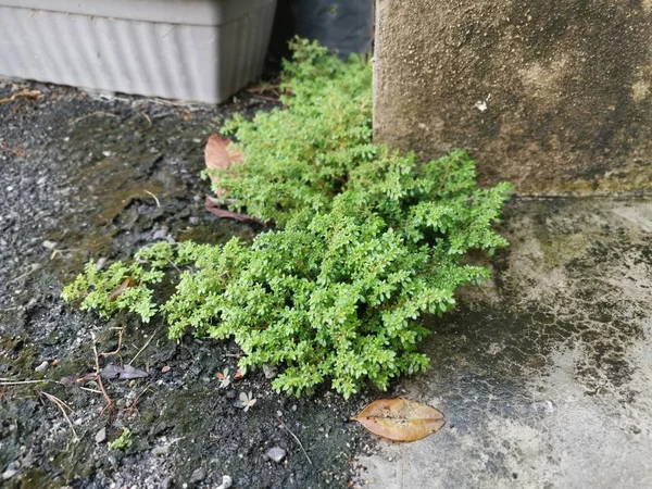 Bunch Wild Pilea Microphylla Weed — Stock Photo, Image