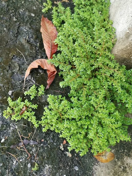 Bunch Wild Pilea Microphylla Weed — Stock Photo, Image