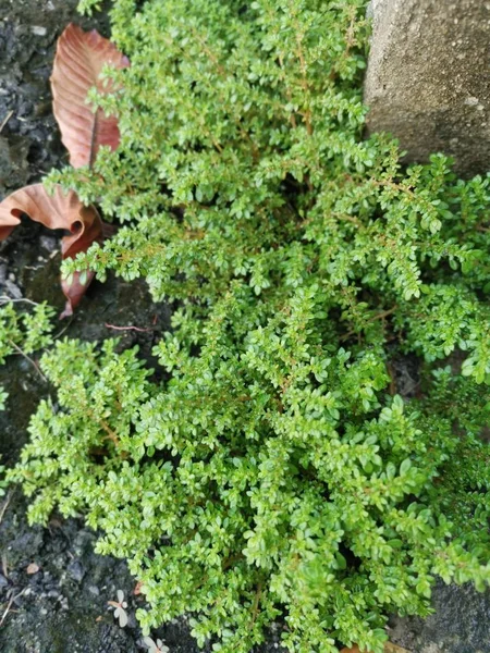 Bunch Wild Pilea Microphylla Weed — Stock Photo, Image