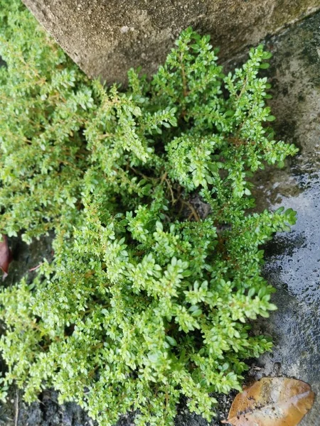 Bunch Wild Pilea Microphylla Weed — Stock Photo, Image