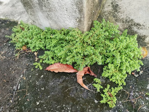 Monte Pilea Selvagem Microphylla Erva Daninha — Fotografia de Stock