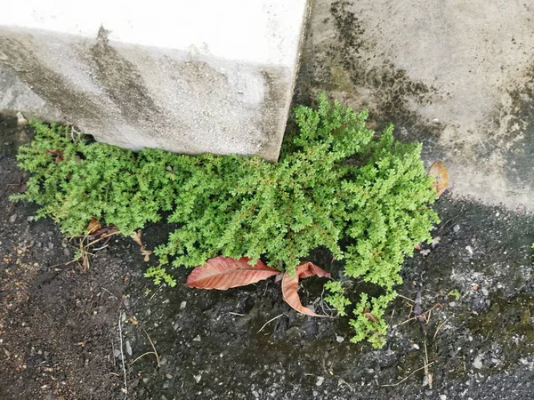 Monte Pilea Selvagem Microphylla Erva Daninha — Fotografia de Stock