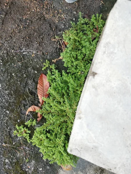 Buchet Sălbatic Pilea Microphylla Iarbă — Fotografie, imagine de stoc