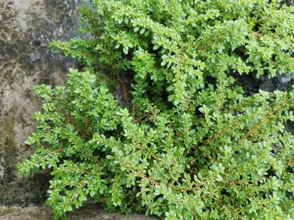 Ett Gäng Vilda Pilea Microphylla Ogräs — Stockfoto