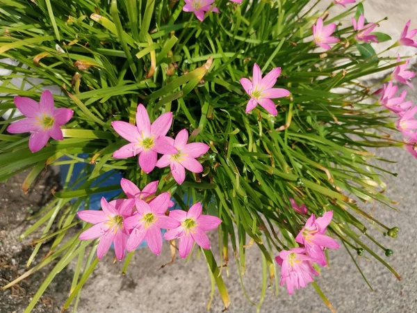 Bouquet Zephyranthes Rosea Lindl — Photo