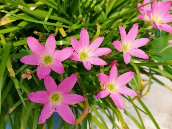 Bouquet Zephyranthes Rosea Lindl — Photo