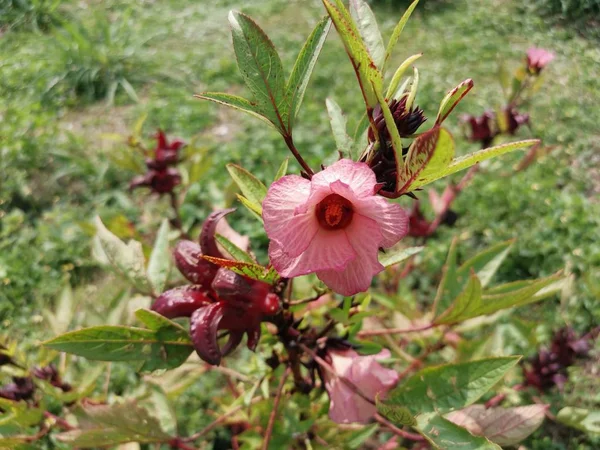 Red Roselle Sabdariffa Flower Plant — Stock Photo, Image