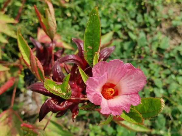Red Roselle Sabdariffa Flower Plant — Stock Photo, Image