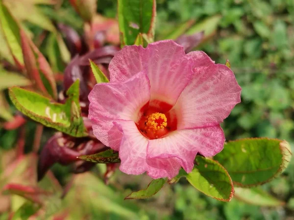 Roselle Vermelho Sabdariffa Flor Planta — Fotografia de Stock