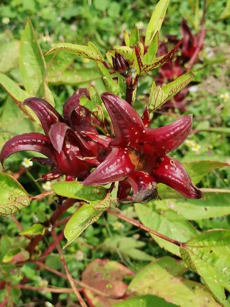 Red Roselle Sabdariffa Flower Plant — Stock Photo, Image