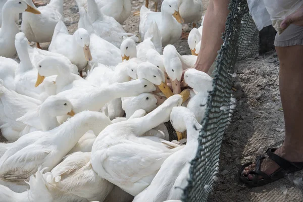Alimentação Patos Brancos Fazenda — Fotografia de Stock