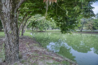 Sessiz gölde yeşillik yeşillik sahnesi.