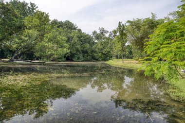 Sessiz gölde yeşillik yeşillik sahnesi.