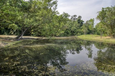 Sessiz gölde yeşillik yeşillik sahnesi.