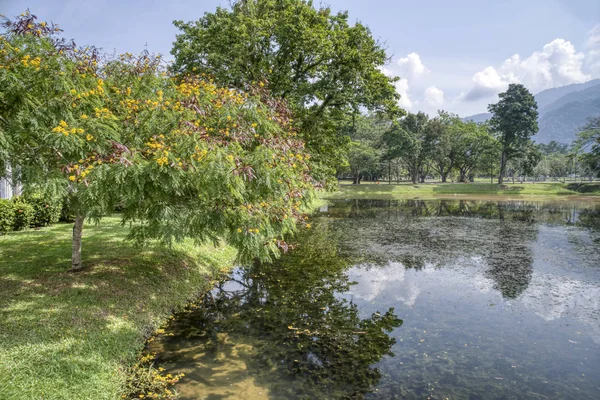 Grünes Laub Ruhigen See — Stockfoto