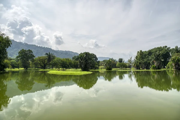 Grünes Laub Ruhigen See — Stockfoto