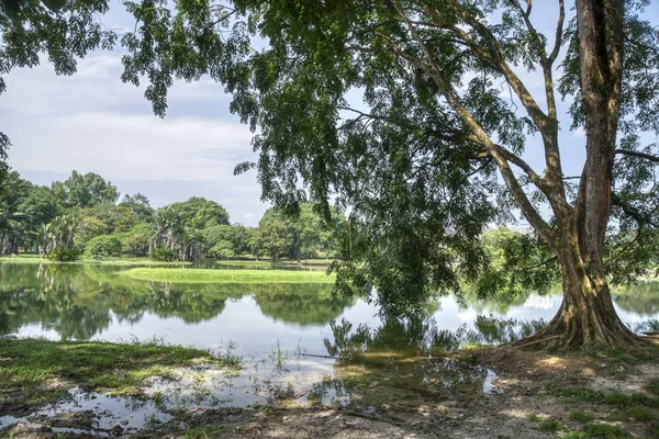 Cena Vegetação Folhagem Lago Tranquilo — Fotografia de Stock