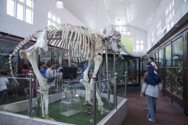 Perak, Malezya. 16 Ekim 2019: Taiping Müzesi 'nde tek bir fil iskeleti sergilenmektedir..