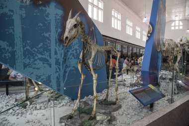 Perak, Malezya. 16. 2019: Bazı Malezya vahşi hayvan iskelet yapısı Taiping Müzesi 'nde kamuoyu önünde sergilenmektedir..