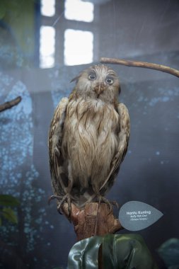 Perak, Malezya. 16. 2019: Cam galeride doldurulmuş Malezya vahşi hayvanlarının bir kısmı Taiping Müzesi 'nde halka sergileniyor.