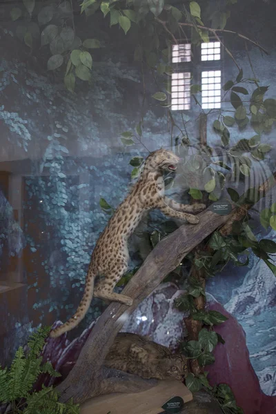 2019年9月16日 在泰平博物馆展出了玻璃画廊中的一些马来西亚野生填充动物 供公众观赏 — 图库照片