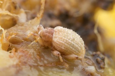 Sternochetus mangiferae olgun mango etini istila ediyor..