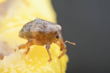 Sternochetus mangiferae olgun mango etini istila ediyor..