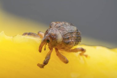 Sternochetus mangiferae olgun mango etini istila ediyor..