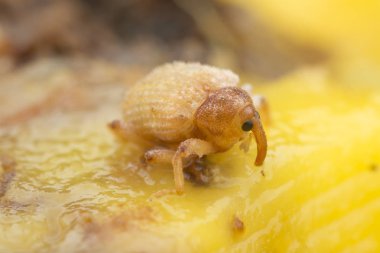 Sternochetus mangiferae olgun mango etini istila ediyor..
