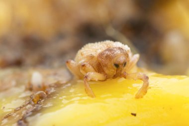 Sternochetus mangiferae olgun mango etini istila ediyor..