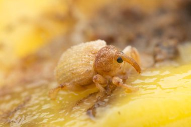 Sternochetus mangiferae olgun mango etini istila ediyor..