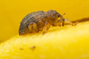 Sternochetus mangiferae olgun mango etini istila ediyor..