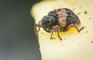 Sternochetus mangiferae olgun mango etini istila ediyor..