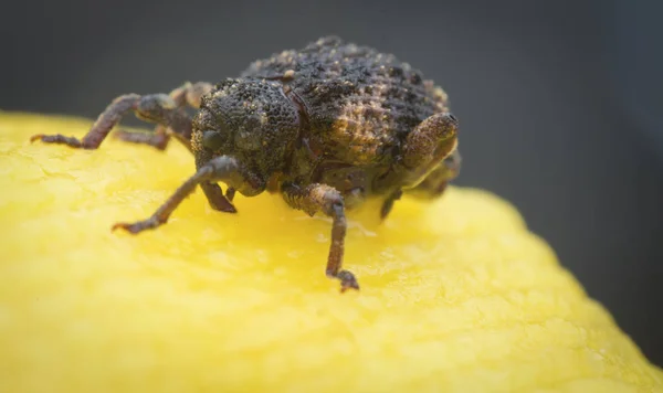 Sternochetus Mangiferae Angriper Det Mogna Mangoköttet — Stockfoto