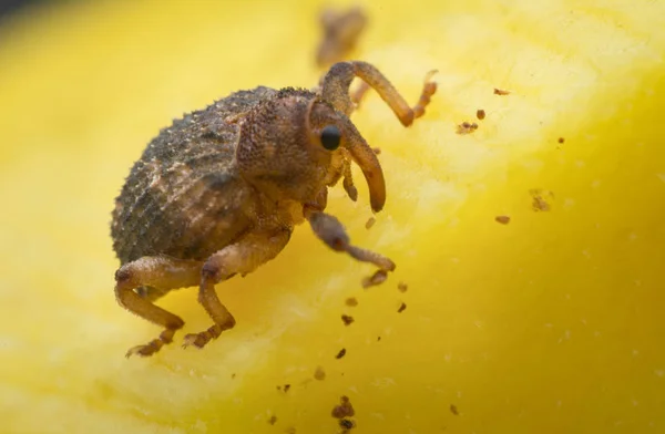 Sternochetus Mangiferae Infesta Carne Madura Mango —  Fotos de Stock