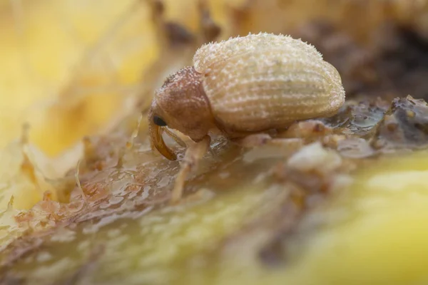 Sternochetus Mangiferae Infestant Chair Mangue Mûre — Photo