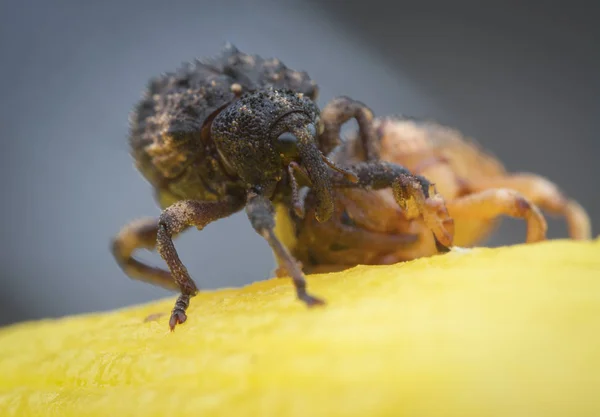 Sternochetus Mangiferae Befällt Das Reife Mangofleisch — Stockfoto