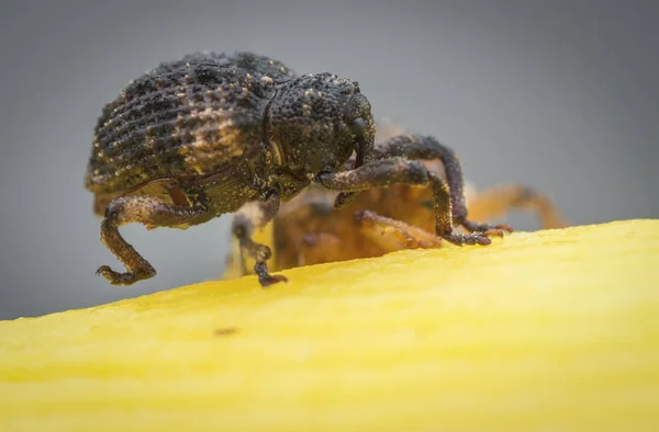 Sternochetus Mangiferae Infesta Carne Madura Mango — Foto de Stock