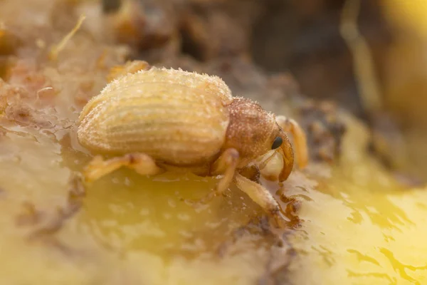 Sternochetus Mangiferae Infesta Carne Madura Mango — Foto de Stock