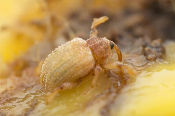 Sternochetus Mangiferae Infesta Carne Madura Mango — Foto de Stock