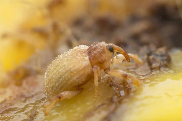 Sternochetus Mangiferae Infesta Carne Madura Mango — Foto de Stock