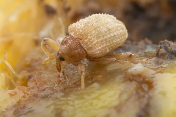 Sternochetus Mangiferae Infesta Carne Madura Mango — Foto de Stock