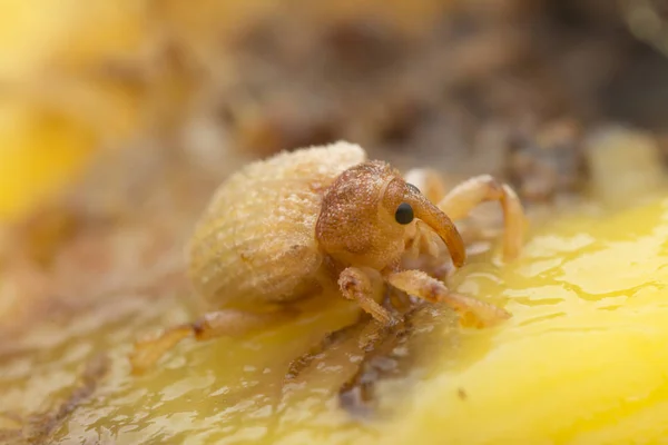 Sternochetus Mangiferae Infestant Chair Mangue Mûre — Photo